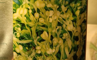 珀萊雅小球藻面膜怎么樣（使用評價）成分表明細