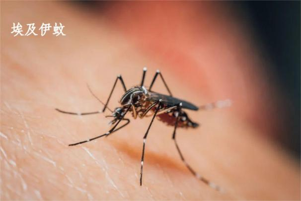 家里如何防蚊子，室內(nèi)防蚊子的最好辦法，3大維度教你科學(xué)滅蚊！-第2張圖片-文巢好物