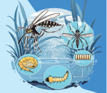 家里如何防蚊子，室內(nèi)防蚊子的最好辦法，3大維度教你科學(xué)滅蚊！-第4張圖片-文巢好物